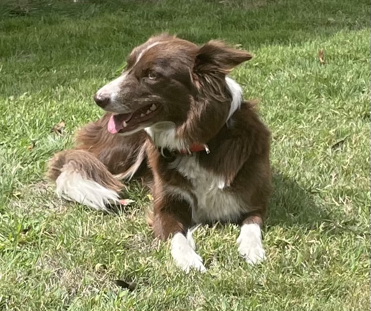 Chocolate and White Border Collie dog