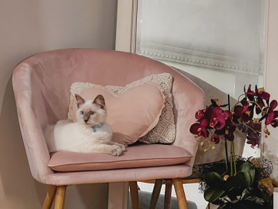 5 month old Blue Point purebred Ragdoll