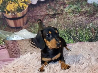 Gorgeous Dachshund Puppies