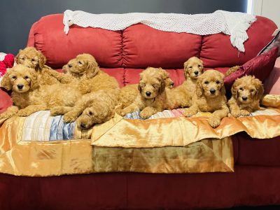 Groodle puppies , standard