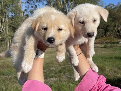 Border collie Puppies Available