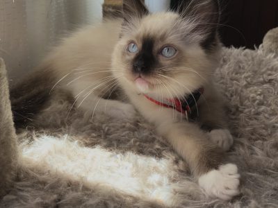 Ragdoll kittens