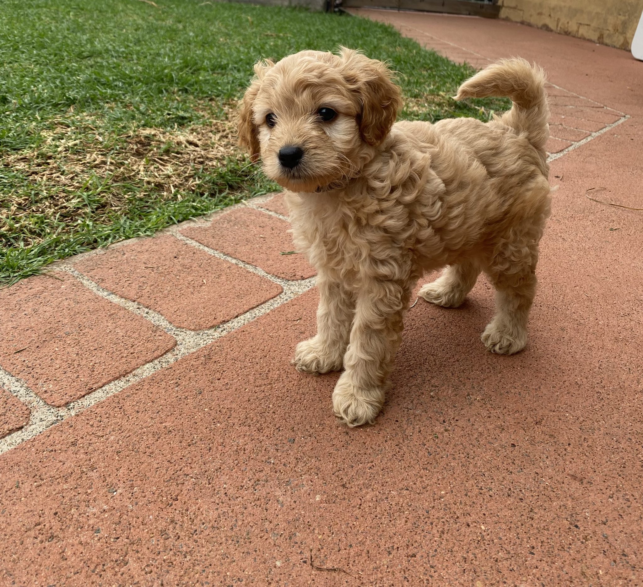Spoodle F2 Puppies for Sale