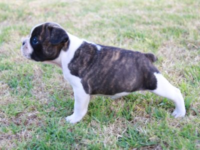 French Bulldog x French Bulldog/Pug