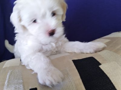 Female Moodle Puppy for sale
