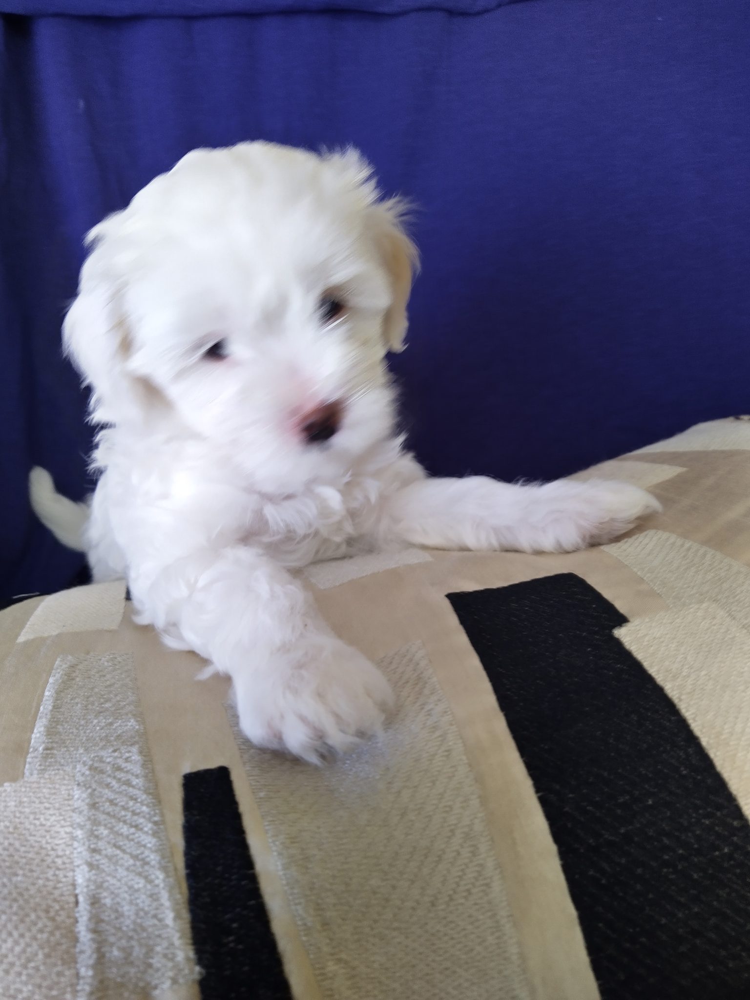 Female Moodle Puppy for sale