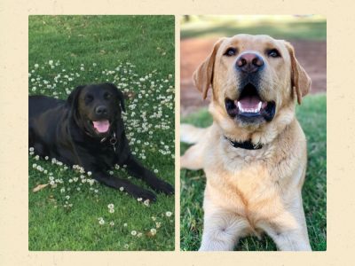 Labrador Retriever Puppies (purebred)