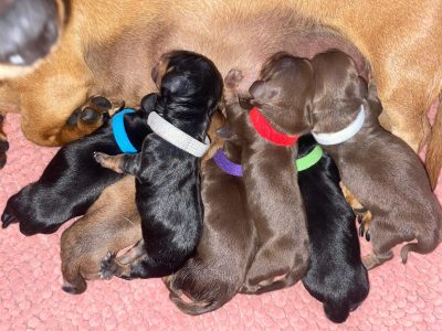 Miniature Dachshund puppies
