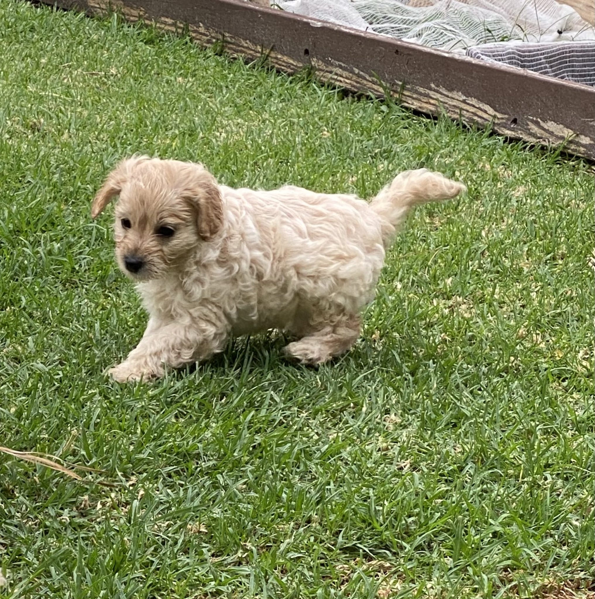 Spoodle F2 Puppies for Sale