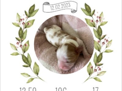 King Charles Cavalier Puppies