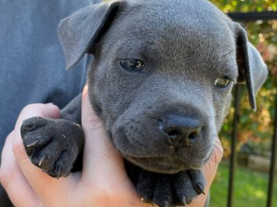 Purebred Blue English Staffy Pups