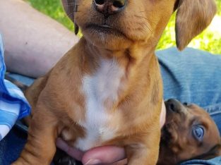 sausage dogs for sale gold coast