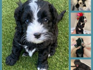Toy Cavoodle (Theodore) Puppies
