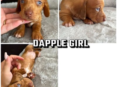 Beautiful Miniature Dachshunds AVAILABLE NOW