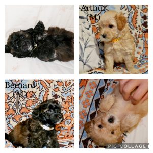 Dna clear Moodle puppies from family raised home