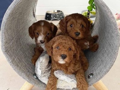 Beautiful cavoodle puppies for sale