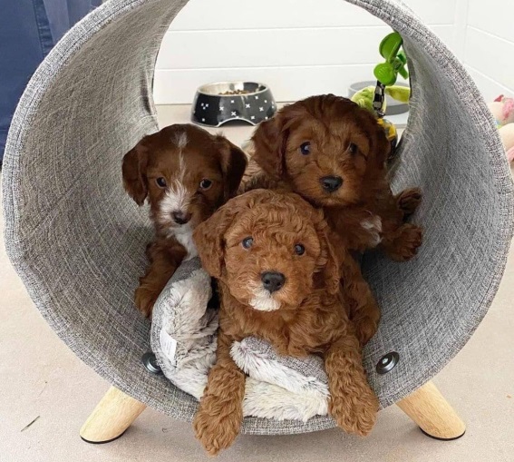 Beautiful cavoodle puppies for sale