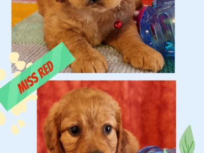Labradoodle Puppies – F1B