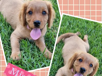 Last Mini Labradoodle