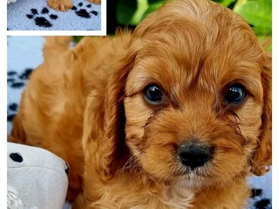Gorgeous Cavoodle Puppies