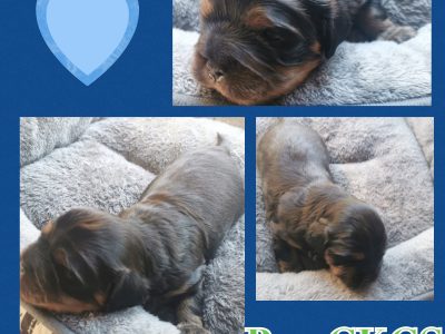 King Charles Cavalier Puppies