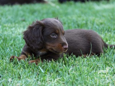 Stunning Purebred Miniature Dachshund Puppies-EOI