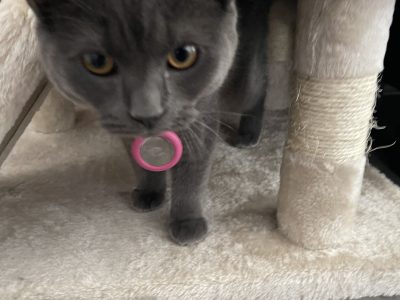 Two Russian Blue cross British Hair Kittens