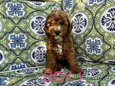 GORGEOUS RUBY RED CAVOODLE PUPPIES