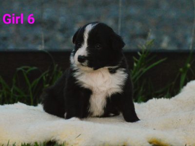 Border Collie – Nabiac