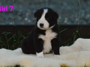 Border Collie Pups – Ready Easter Weekend
