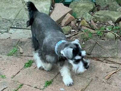 Pure Breed Miniature Schnauzer Male Puppy