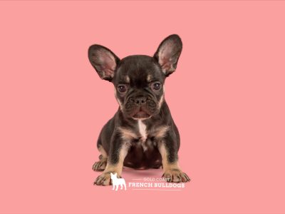 French Bulldog Puppies Pedigree MDBA registered