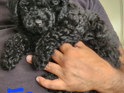 Pure breed Toy poodle puppies