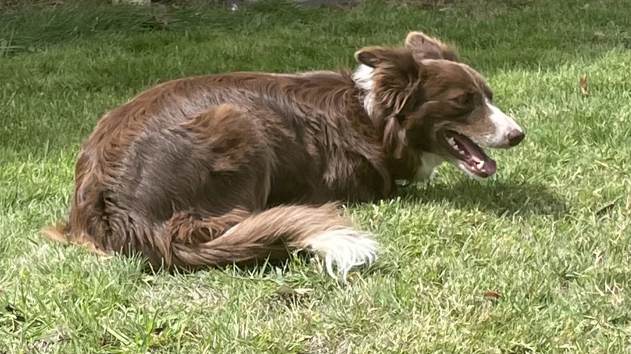 Chocolate and White Border Collie dog