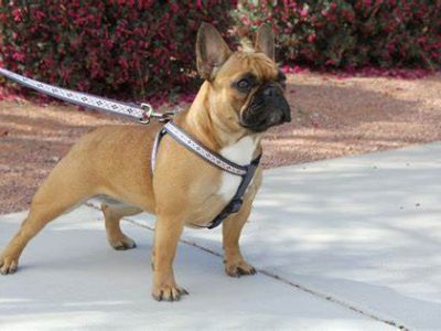 FEMALE FRENCH BULLDOG WANTED (Non-Desexed)