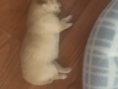 Female Pomeranian Puppy For Sale