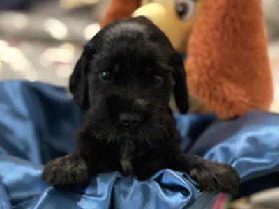 BRAYROAN COCKER SPANIELS