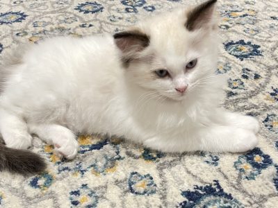 Female Purebreed Ragdoll Kitten
