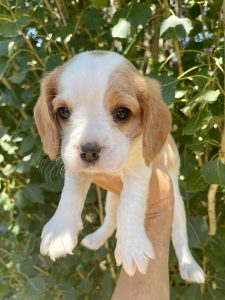 Ellejaypuppies has 2 adorable Beaglier Puppies!