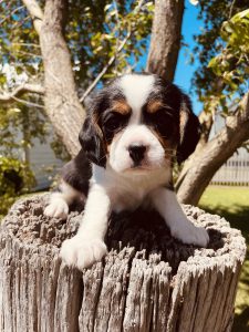Ellejaypuppies has 2 adorable Beaglier Puppies!