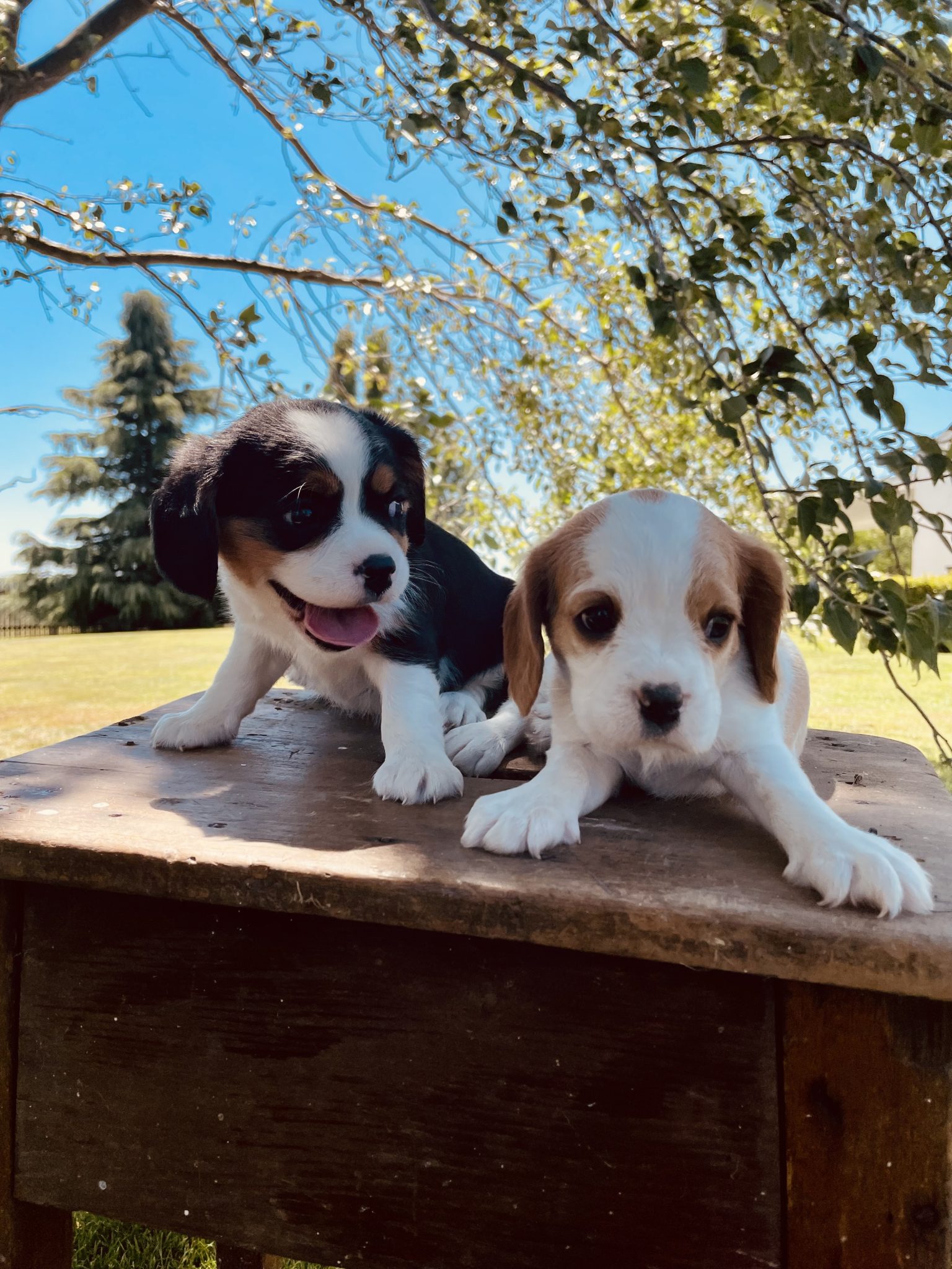 Ellejaypuppies has 2 adorable Beaglier Puppies!