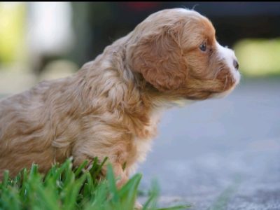 Beautiful Cavoodle Puppy