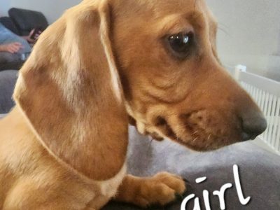 Miniature Dachshund puppies