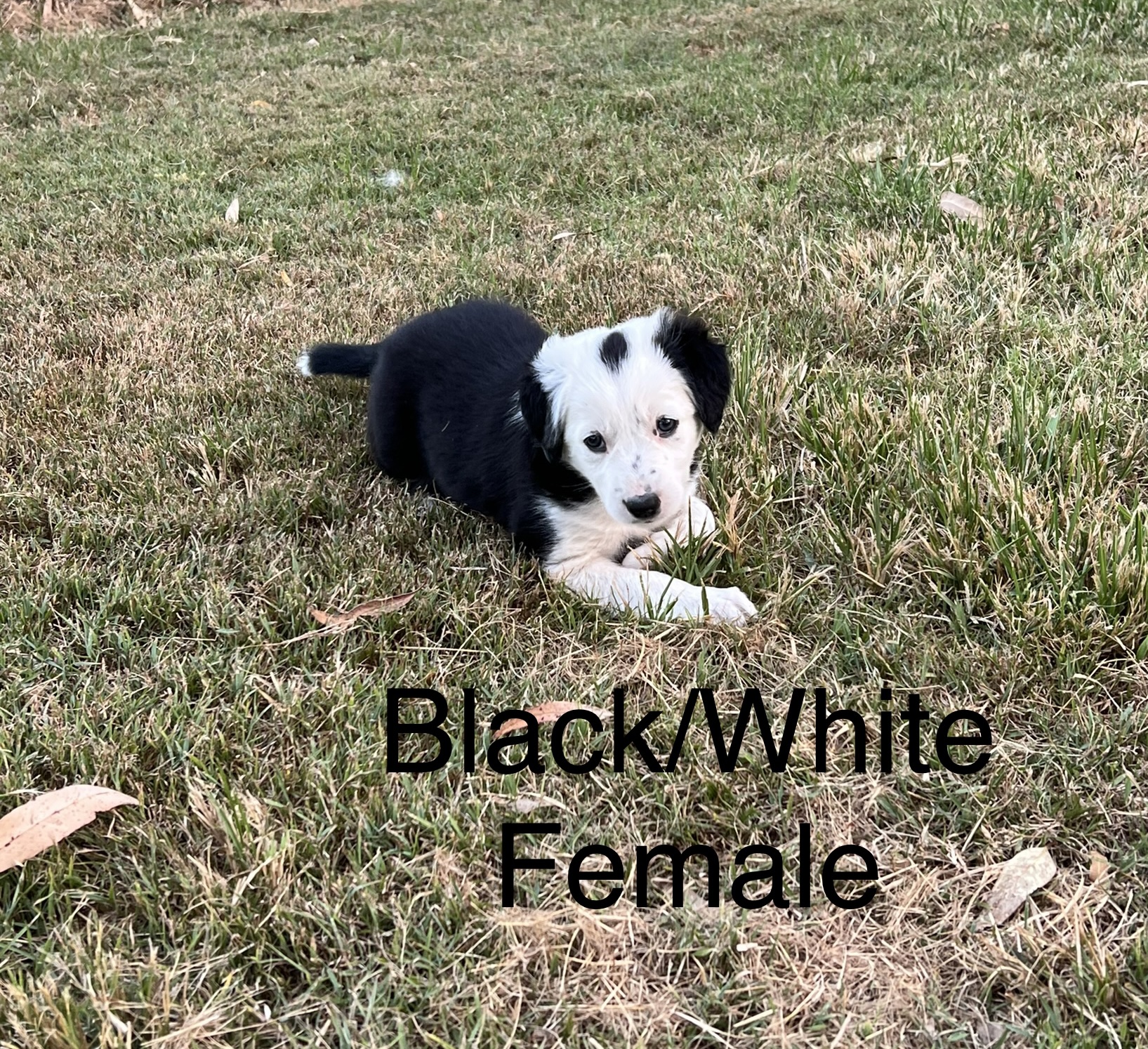 Pure breed Border collie pups for sale .