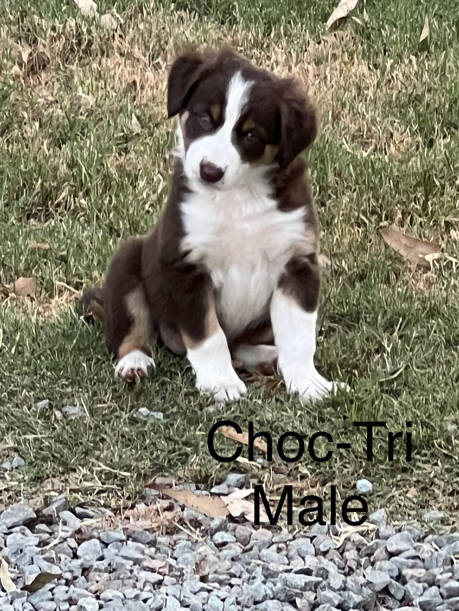 Pure breed Border collie pups for sale .