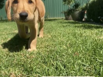 F1B Labradoodle x Labrador Puppies