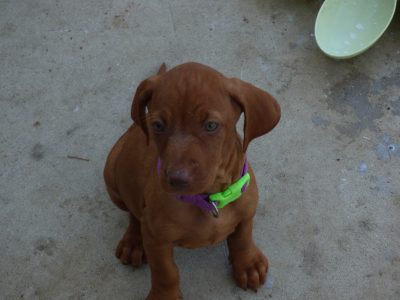 Purebred Hungarian Vizsla puppies