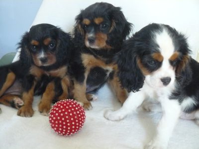 Cavalier King Charles Spaniel puppies