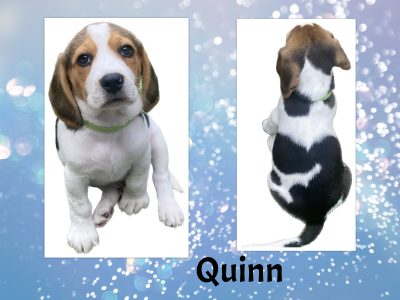 BEAGLE MALE PUREBRED