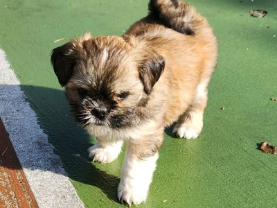 Purebre Lhasa Apso